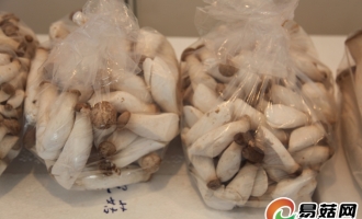 河北平泉：食用菌质量安全是第一生命线，放心的蘑菇在平泉 ()