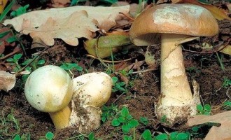 澳洲新快网：澳华人误食毒蘑菇致死引关注 中使馆着手善后