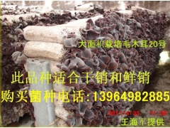 鱼台县代收2012年干木耳 提供仓库13964982885图2