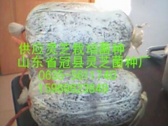 供应泰山赤灵芝菌种图2