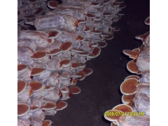 大量供应灵芝菌棒图1