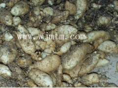 天麻种子多少钱一斤图2