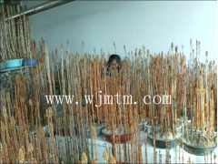 天麻种子多少钱一斤图3