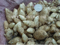 天麻种子 萌发菌 天麻种植技术 天麻密环菌  天麻种子价格图1