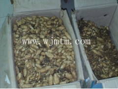 天麻种子 萌发菌 天麻种植技术 天麻密环菌  天麻种子价格图2