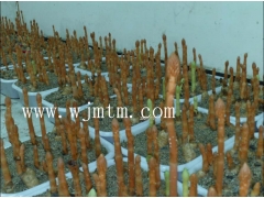 乌天麻 天麻  绿天麻 红天麻 天麻零代种图1