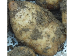 乌天麻 天麻  绿天麻 红天麻 天麻零代种图3