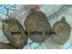 天麻种子  天麻种植技术 杂交天麻原种 天麻种子价格图1