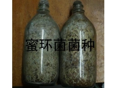 天麻种子  天麻种植技术 杂交天麻原种 天麻种子价格图2