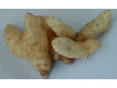 天麻种子  天麻种植技术 杂交天麻原种 天麻种子价格图3