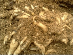 天麻种子  天麻种价格 蜜环菌 萌发菌 天麻蒴果图1