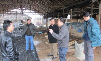 贺州市科技局领导检查指导八步区食用菌生产 ()