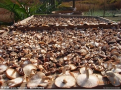 脱水香菇 脱水技术图1