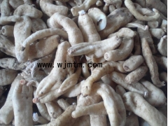 天麻 天麻种植前景图1