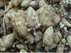 天麻春季大开张，麻农挖种地里忙图1