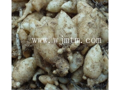 天麻种子供应（六个月产）图1