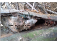 哪里有天麻种子 天麻种子价格 天麻种植技术 密环菌 萌发菌图2