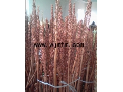 哪里有天麻种子 天麻种子价格 天麻种植技术 密环菌 萌发菌图1