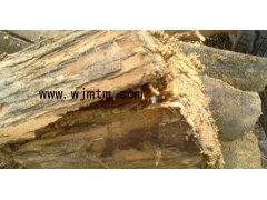 哪里有天麻种子 天麻种子价格 天麻种植技术 密环菌 萌发菌图2