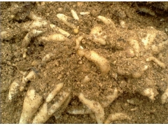 哪里有天麻种子 天麻种子价格 天麻种植技术 密环菌 萌发菌图3