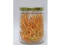 山东虫草天麻种植图1