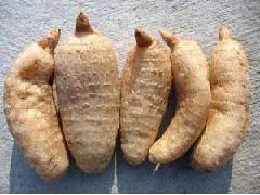 山东虫草天麻种植图2