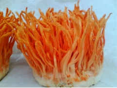 人工养殖虫草到底怎么养？好养吗？图2