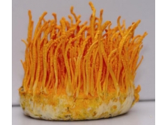 济南鑫鹏长期提供虫草天麻菌种欢迎选购图1