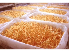 北冬虫夏草种植的效益分析图2