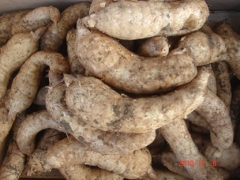 天麻种植天麻合作技术图1