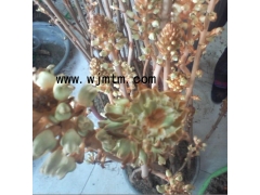 天麻种子密环菌出售  天麻蒴果萌发菌预定图1