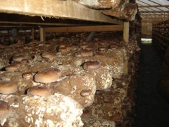 优质盐渍黄金针菇图2