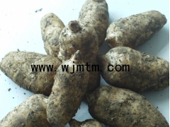 哪里有天麻种子 天麻种子价格 天麻种植技术 天麻图1