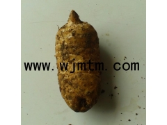 天麻种子价格图3