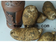 天麻0代种子图1