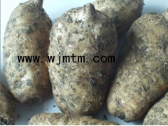 天麻种子 天麻种子价格 天麻种植技术 天麻种植基地图1