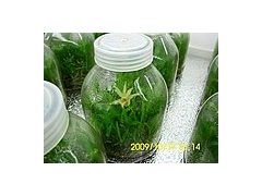 食用菌种瓶 虫草瓶 玻璃储物瓶 储物罐 组培瓶 食品瓶图1