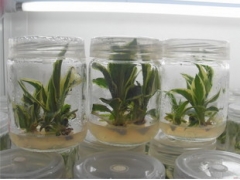 食用菌种瓶 虫草瓶 玻璃储物瓶 储物罐 组培瓶 食品瓶图3