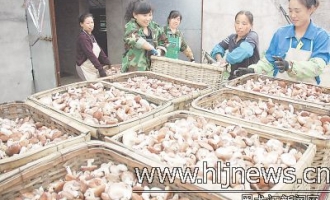 食用菌产业撑起海林人收入的“半壁江山” ()
