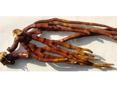 山东冠县靖当铺灵芝种植园供应灵芝草图1