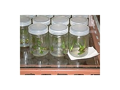 食用菌种瓶 虫草瓶 玻璃储物瓶 储物罐 组培瓶 食品瓶 酒瓶图2