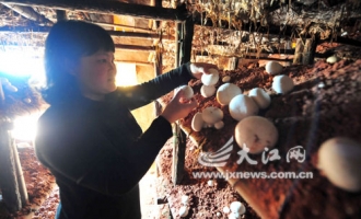 赣州市宁都县蘑菇种植产值超2亿元 ()