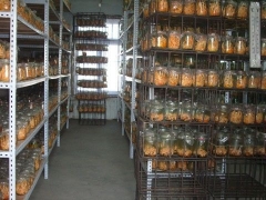 诚招人工种植北虫草合作户图1