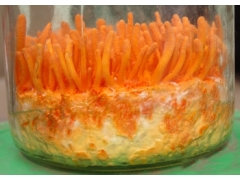 北虫草种植技术来源源不断图1