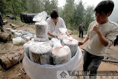 寧明一男青年4年培育出黑靈芝 帶村民走上致富路