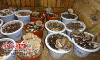 QQ农场的蘑菇种到花棚里　让别人偷不成 ()