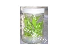 供应【组培瓶】【兰花瓶价格】【马铃薯组培厂家】图1