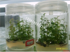 供应【组培瓶】【兰花瓶价格】【马铃薯组培厂家】图2