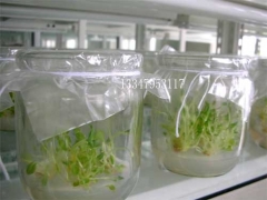 【240组培瓶价格，玻璃瓶组培瓶厂家供应】图3