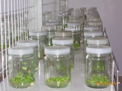 供应组培瓶，培养瓶价格，组织培养瓶批发图1